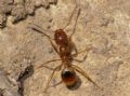 Aphaenogaster subterranea